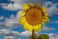 Closeup of one single yellow big almost withered sunflower against clear blue sky with cumulus clouds Royalty Free Stock Photo