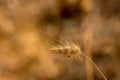 Closeup of one stalk of cynosurus, dogs-tail , bristlegrass warm golden autumn afternoon light Royalty Free Stock Photo