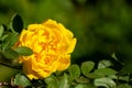 Closeup one very beautiful yellow flower of a tea rose growing on a bush. Idea for postcards, wallpapers Royalty Free Stock Photo