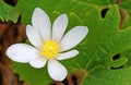 Closeup of one white bloodroot flower in Spring