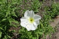 Closeup of one white flower of evening primrose in June Royalty Free Stock Photo
