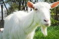 Closeup of one white goat