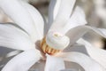 Closeup of one white magnolia flower Royalty Free Stock Photo