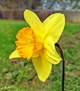Yellow and orange Spring Daffodil in backyard garden