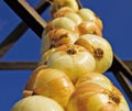 Closeup of onion hanging