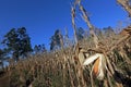 Closeup of open corn cob, on the plantation Royalty Free Stock Photo