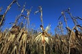 Closeup of open corn cob, on the plantation Royalty Free Stock Photo