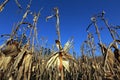 Closeup of open corn cob, on the plantation Royalty Free Stock Photo