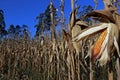 Closeup of open corn cob, on the plantation Royalty Free Stock Photo