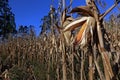 Closeup of open corn cob, on the plantation Royalty Free Stock Photo