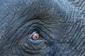 closeup of an open eye with details of wild asian elephant or Elephas maximus in safari at forest of india