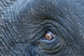 closeup of an open eye with details of wild asian elephant or Elephas maximus in safari at forest of india Royalty Free Stock Photo