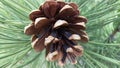 Open Female Pine Cone Closeup