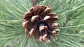 Open Female Pine Cone Closeup