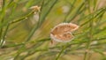 Closeup of an open fruit of a scotch broom