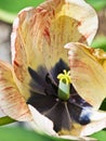 Closeup of open light yellow and red tulip. Royalty Free Stock Photo