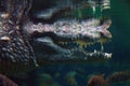 Closeup of an open mouth of a crocodile underwater