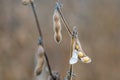 Closeup of open ripe soybean pod on plant ready for harvest. Agriculture Royalty Free Stock Photo