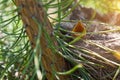 A closeup of an open yellow mouth - the beak of a little nestling on a green pine. A new generation of brood birds in early spring