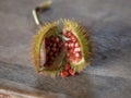 Closeup of an opened Bixa orellana Achiote lipstick tree fruit red seeds annatto pigment condiment food coloring Peru