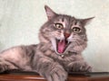 Closeup opened mouth of a gray tabby cat yawning