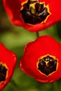 Closeup opened red tulip flowers in spring garden