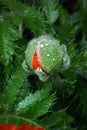 closeup opening poppy bud, red petals coming out of green bud, macro. Bursting bud of poppy, new life. Royalty Free Stock Photo