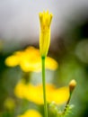 Closeup of a opening yellow Marigold flower bud Royalty Free Stock Photo