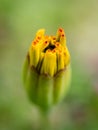 Closeup of an opening yellow and red Marigold flower bud Royalty Free Stock Photo