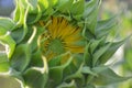 Closeup of opening yellow sunflower Royalty Free Stock Photo