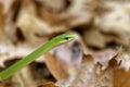 Closeup of the Opheodrys aestivus, commonly known as the rough green snake.