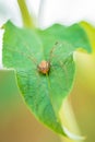 Opilio canestrinii spider resting on a green leaf Royalty Free Stock Photo