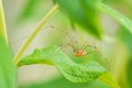 Opilio canestrinii spider resting on a green leaf