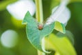 Opilio canestrinii spider resting on a green leaf