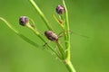 Closeup of an Opilione , known as harvestman, harvester, or daddy longleg