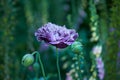 Closeup of an opium plant bud closed outside in a garden. Beautiful lush green flower head isolated on blurred nature Royalty Free Stock Photo