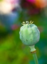 closeup of an opium plant bud closed outside in a garden. Photo of a wild Papaver somniferum that has not opened yet Royalty Free Stock Photo