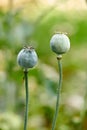 Closeup of opium poppy flowers blossoming against a blurred green background. Delicate blooms growing in a garden or Royalty Free Stock Photo