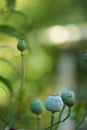 Closeup of Opium poppy heads and bud growing in a field or garden on a sunny day with copyspace. Papaver somniferum or Royalty Free Stock Photo