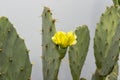 Closeup of an opuntia cactus prickly pear with yellow flower Royalty Free Stock Photo