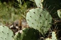 closeup of opuntia prickly pear cactus in Texas