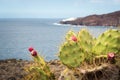 Closeup of Opuntia stricta, erect prickly pear, nopal estricto.