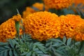 Closeup of Orange African or aztec marigold flowers, tagetes erecta