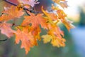 Closeup of orange autumn maple leaves in the blurred background, Squaw Peak, Utah, USA