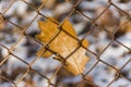 Closeup of orange autumn oak leaf stuck to a rusty chainlink fen