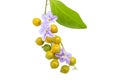 Closeup of orange berries of Golden dewdrop and beautiful violet flowers of duranta erecta.