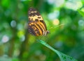 Closeup Orange and Black Butterfly Blur Background