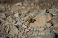 Orange and black butterfly on the floor in the mountain - Nymphalis polychloros Royalty Free Stock Photo