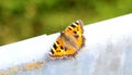 Closeup of an orange and black butterfly in nature Royalty Free Stock Photo