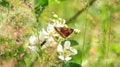 Closeup of an orange and black butterfly in nature